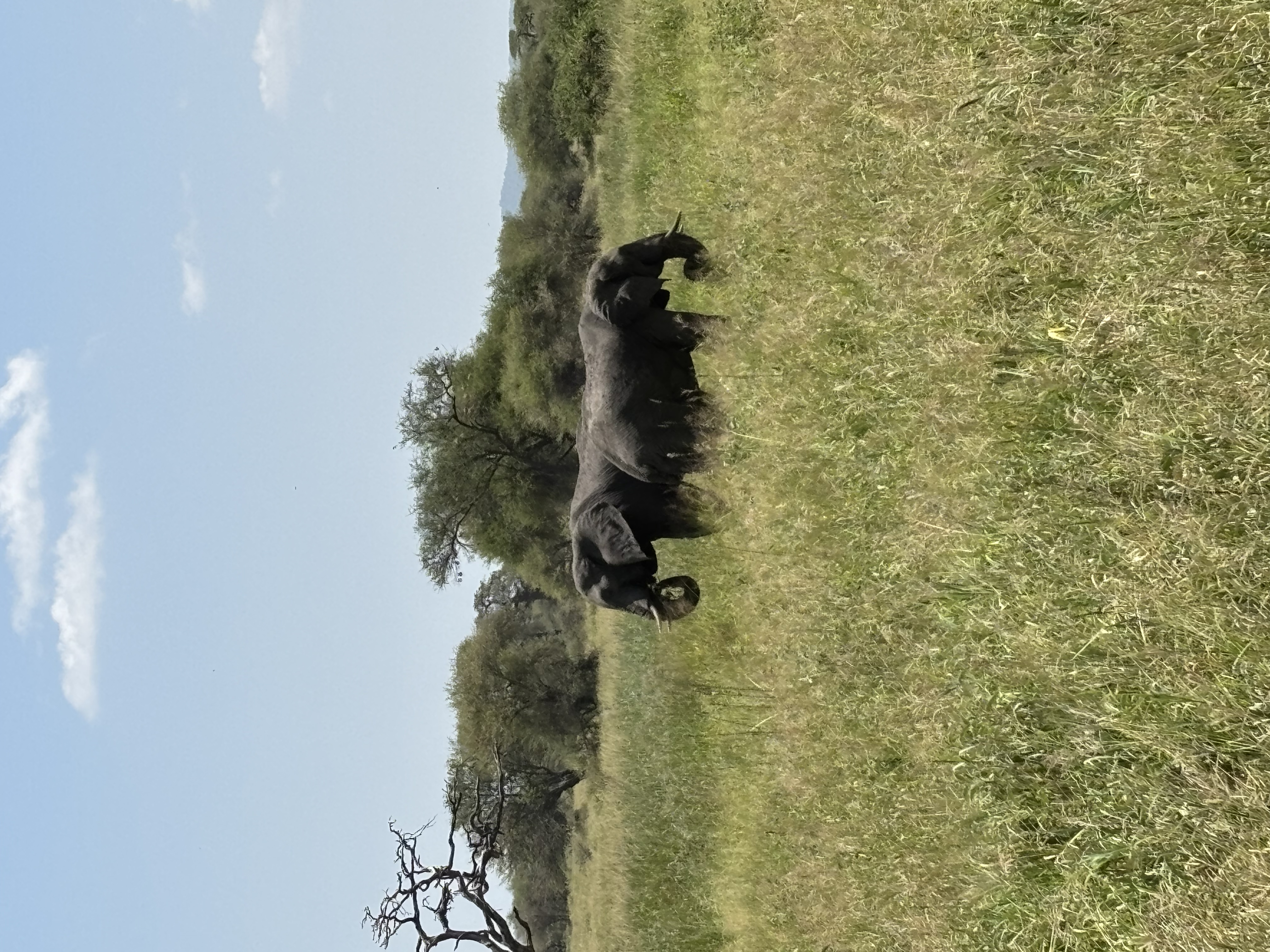 Elephants walking through green savannah near the village