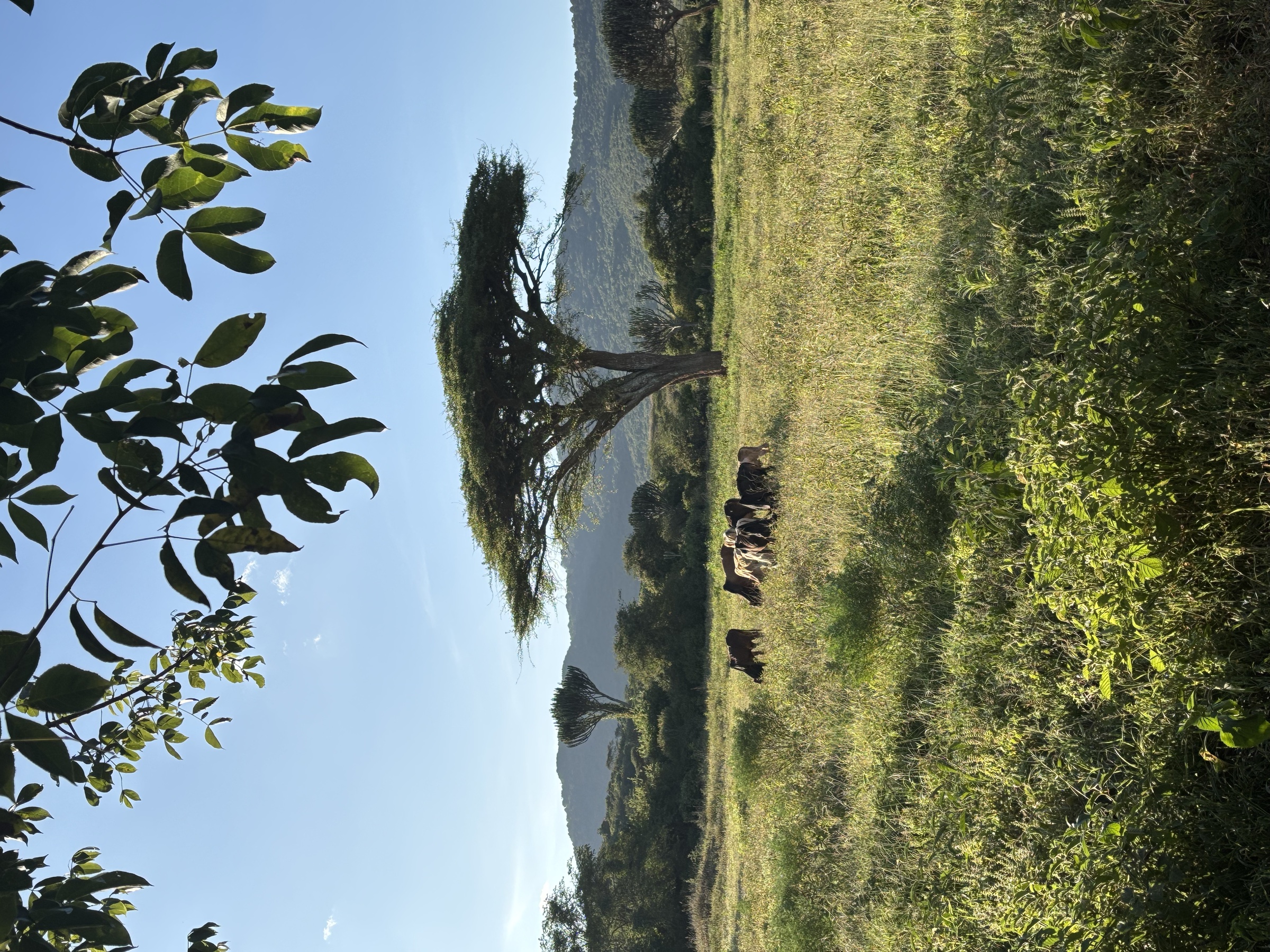 Cattle beneath an acacia in the East African savannah